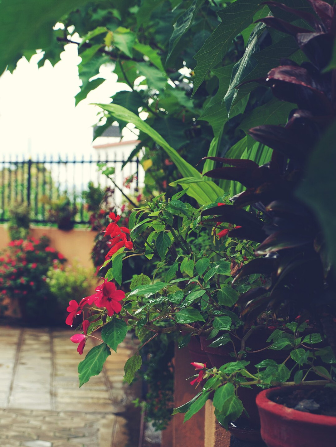 Small balcony garden with potted herbs and flowers