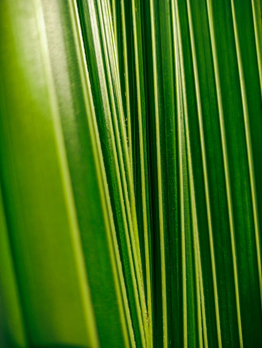 Green houseplant leaves close up