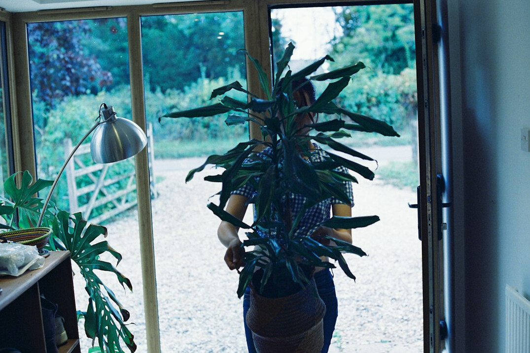 woman with indoor plants at home