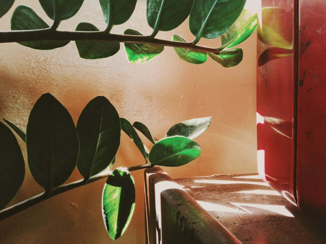 sunlight on indoor plants