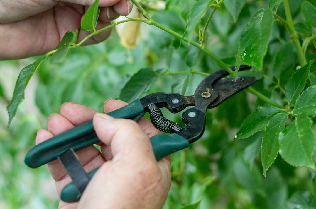 pruning houseplants