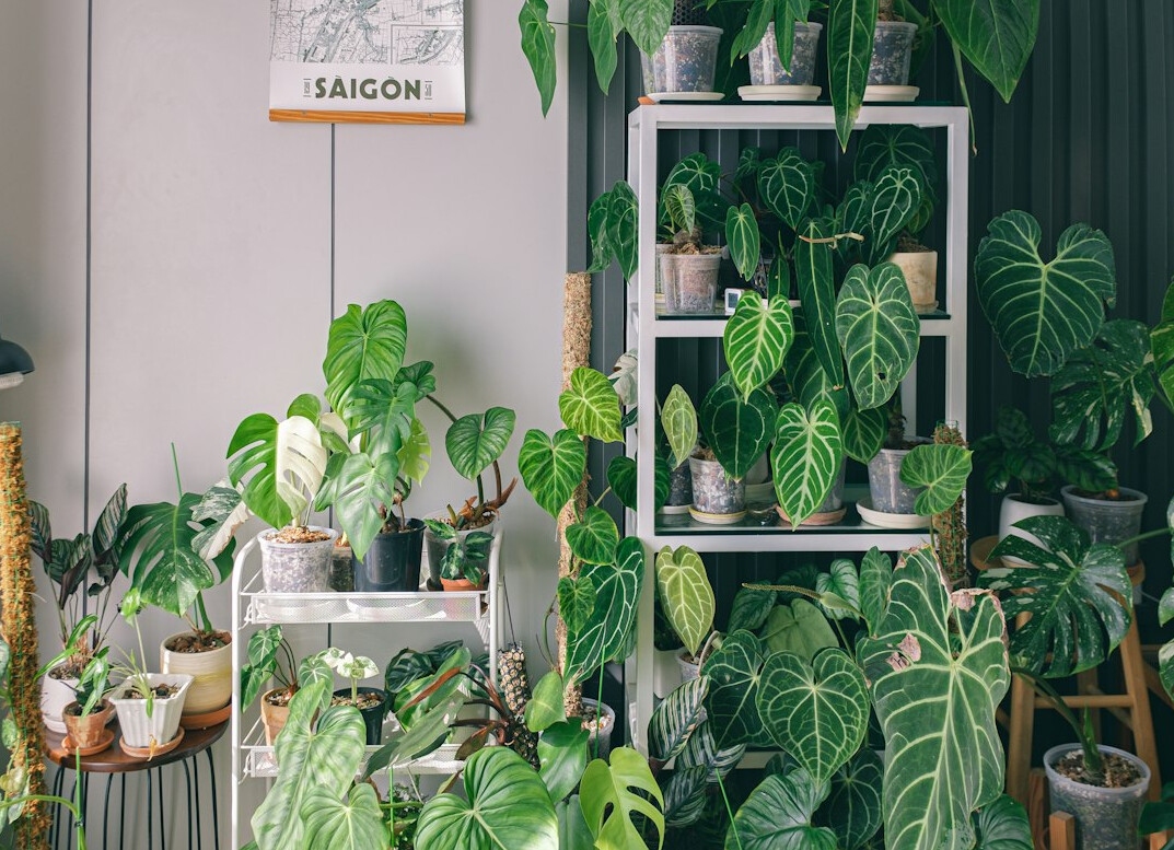 indoor plant collection