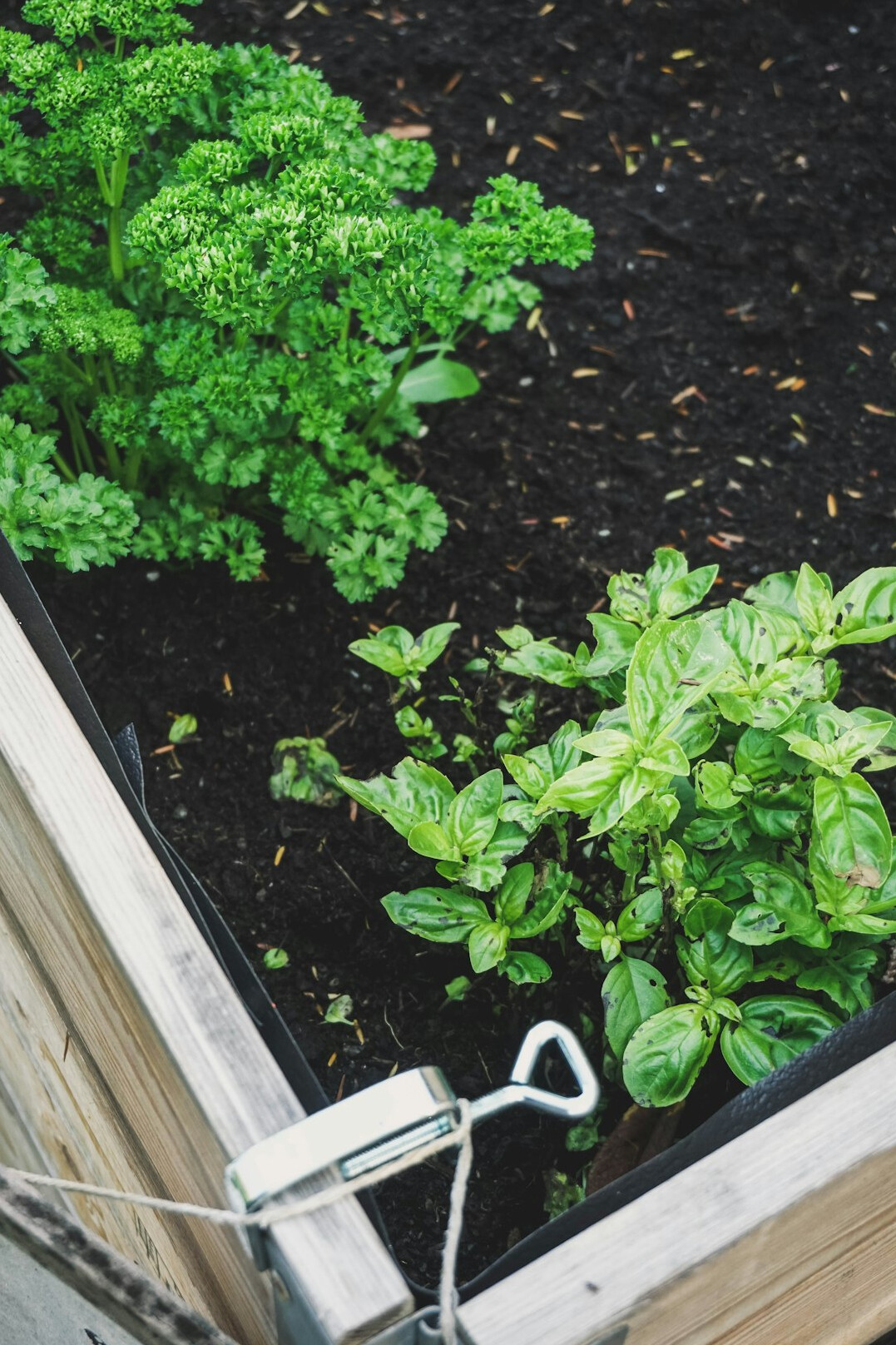 fresh herbs growing in kitchen