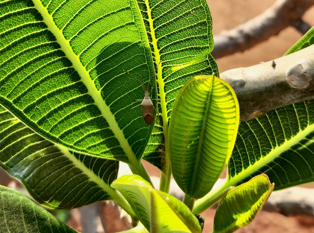 pest on plant leaves