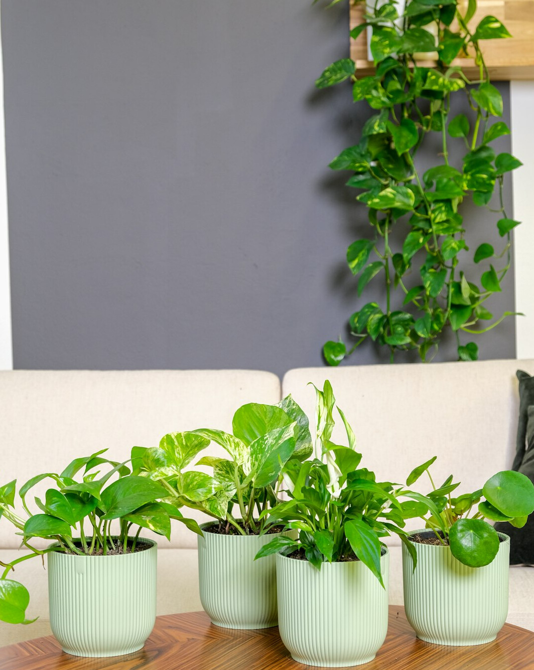 indoor plants living room