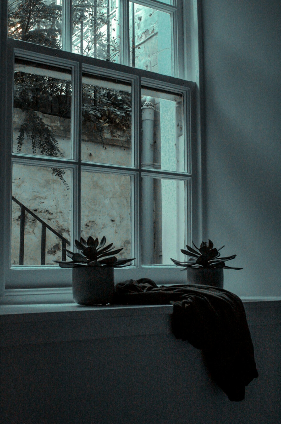 wilted houseplant on windowsill