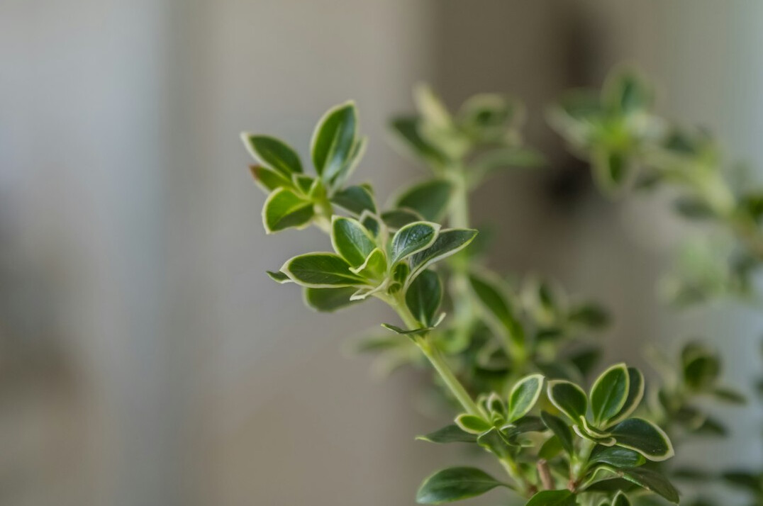 herbs growing indoors