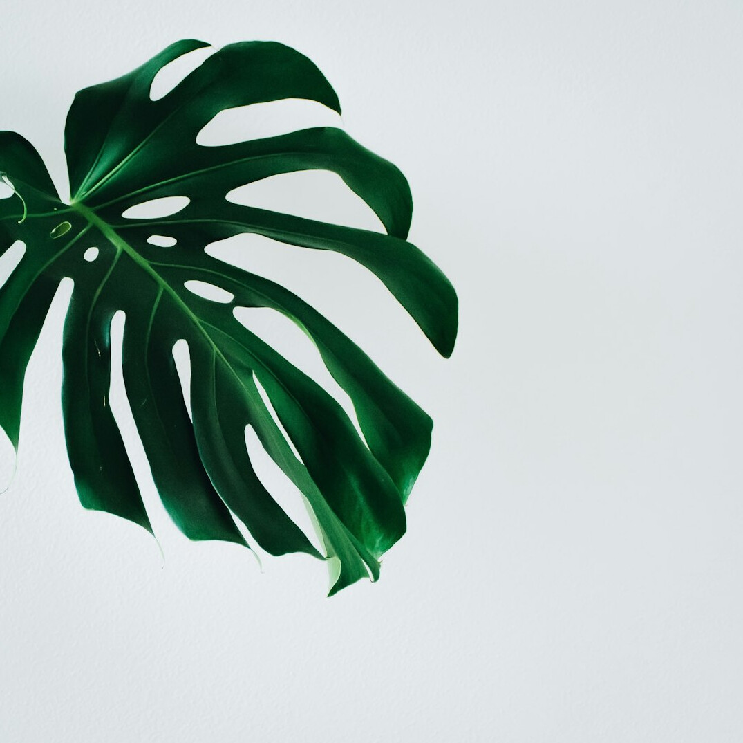 monstera plant leaves