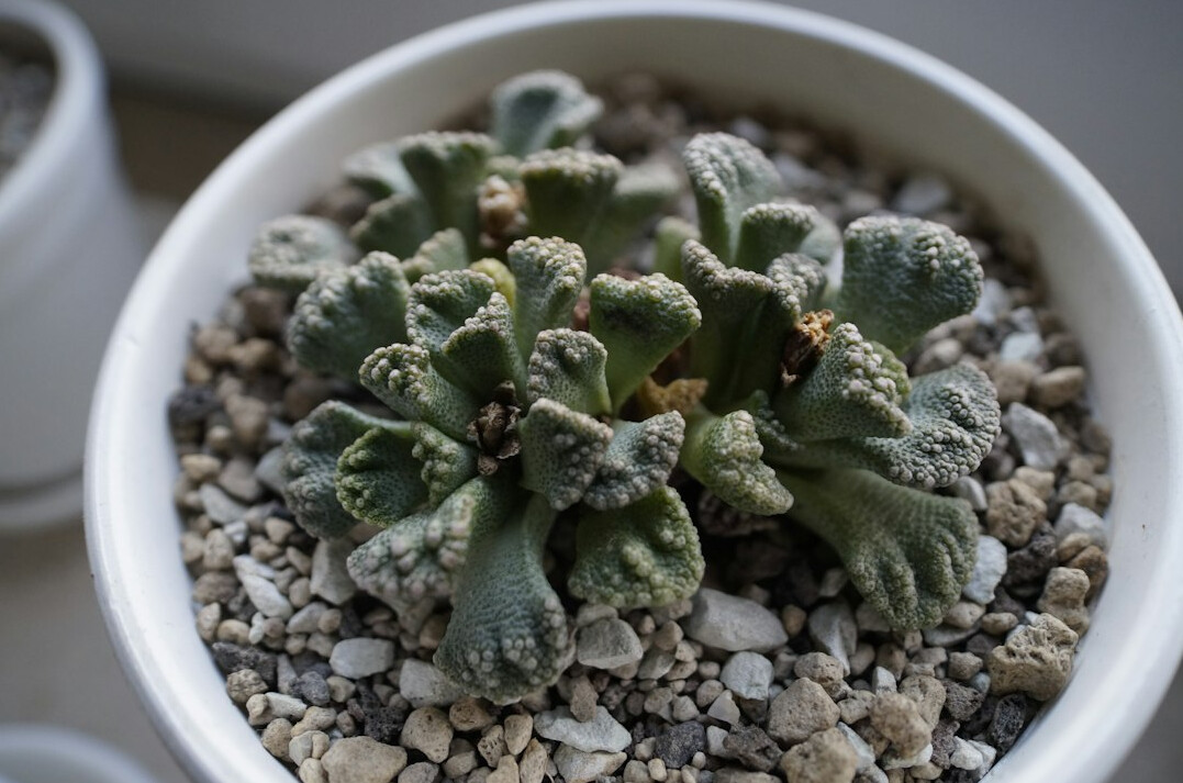 indoor plants on windowsill