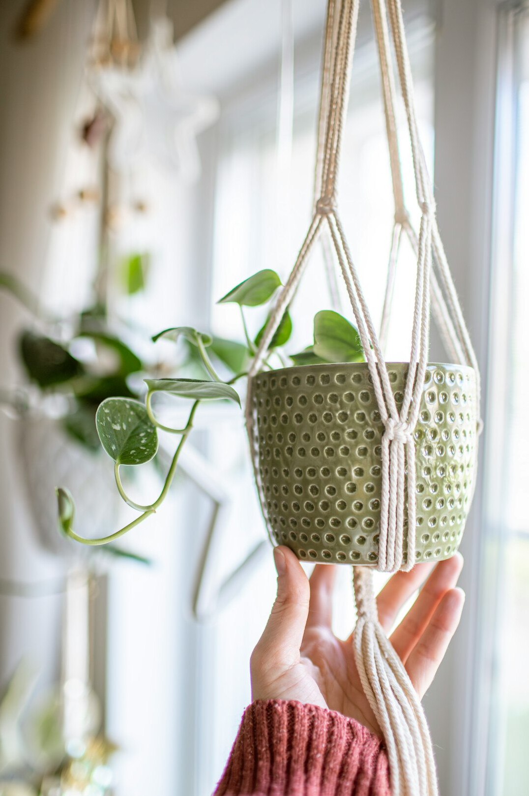 pothos hanging plant
