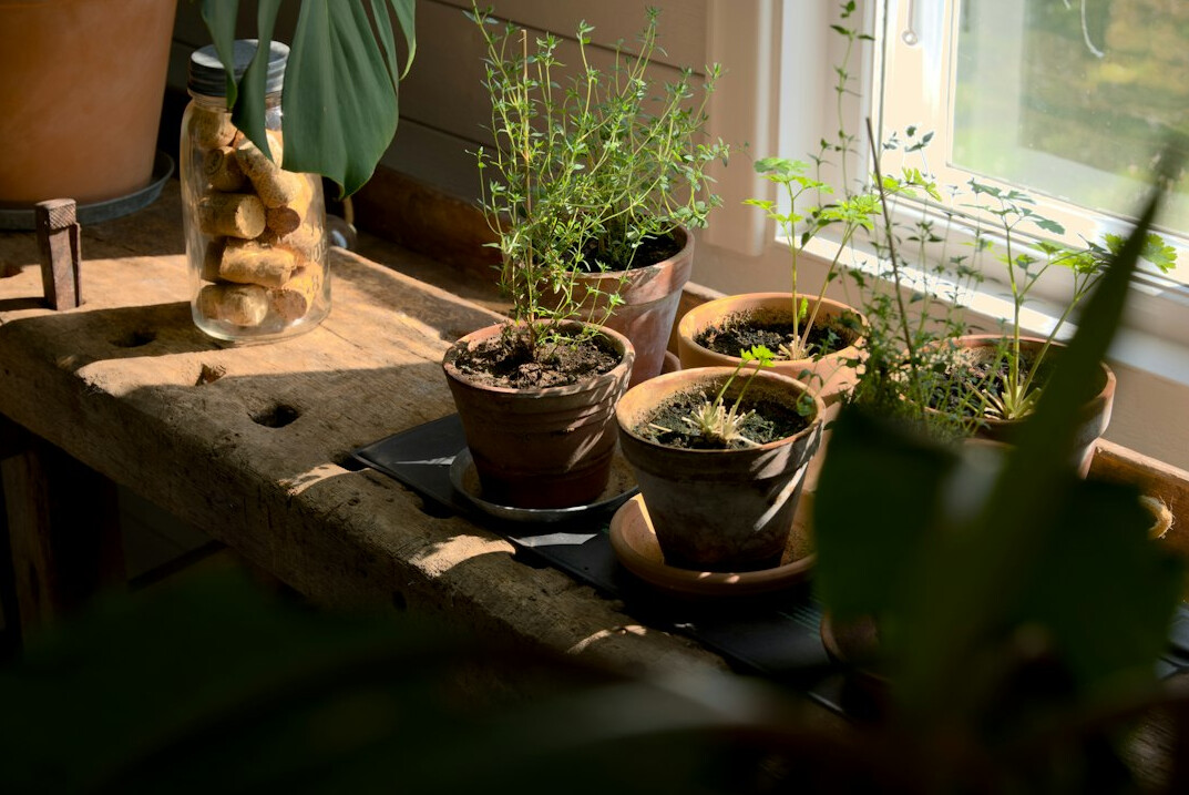 person watering herb pots
