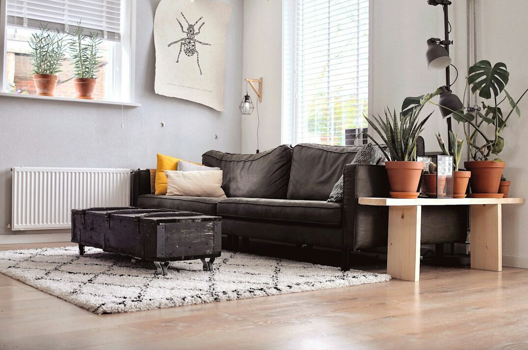 indoor plants in living room