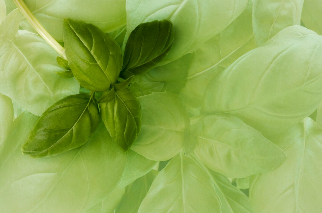 close up of fresh basil leaves