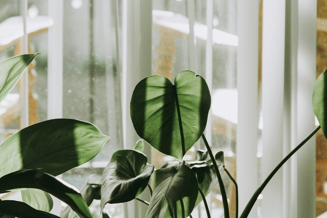 indoor plants on windowsill