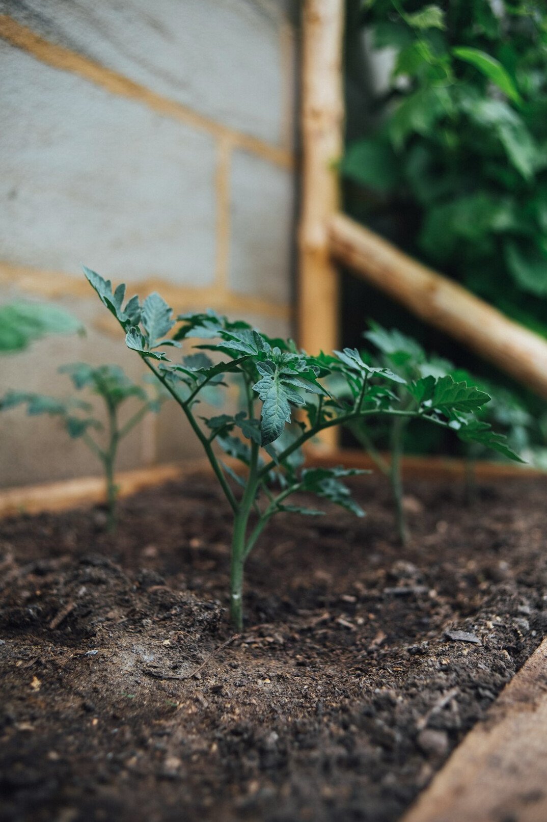Seedlings growing in soil in a home garden