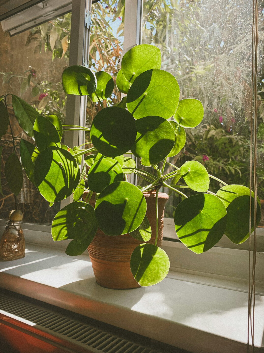 wilted houseplant on windowsill
