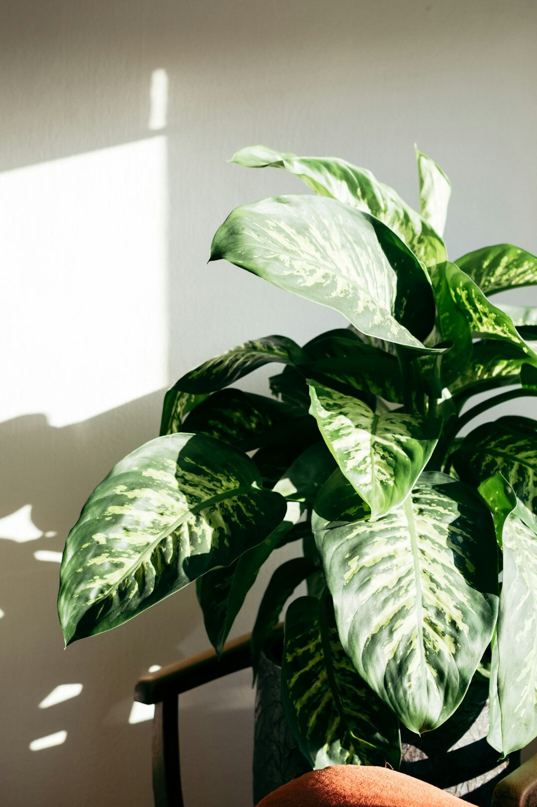 Indoor plants near a bright window in a living room