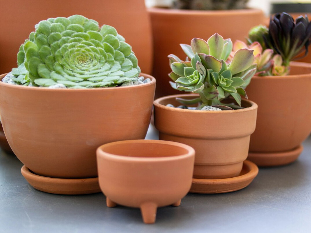Succulents and cacti in terracotta pots