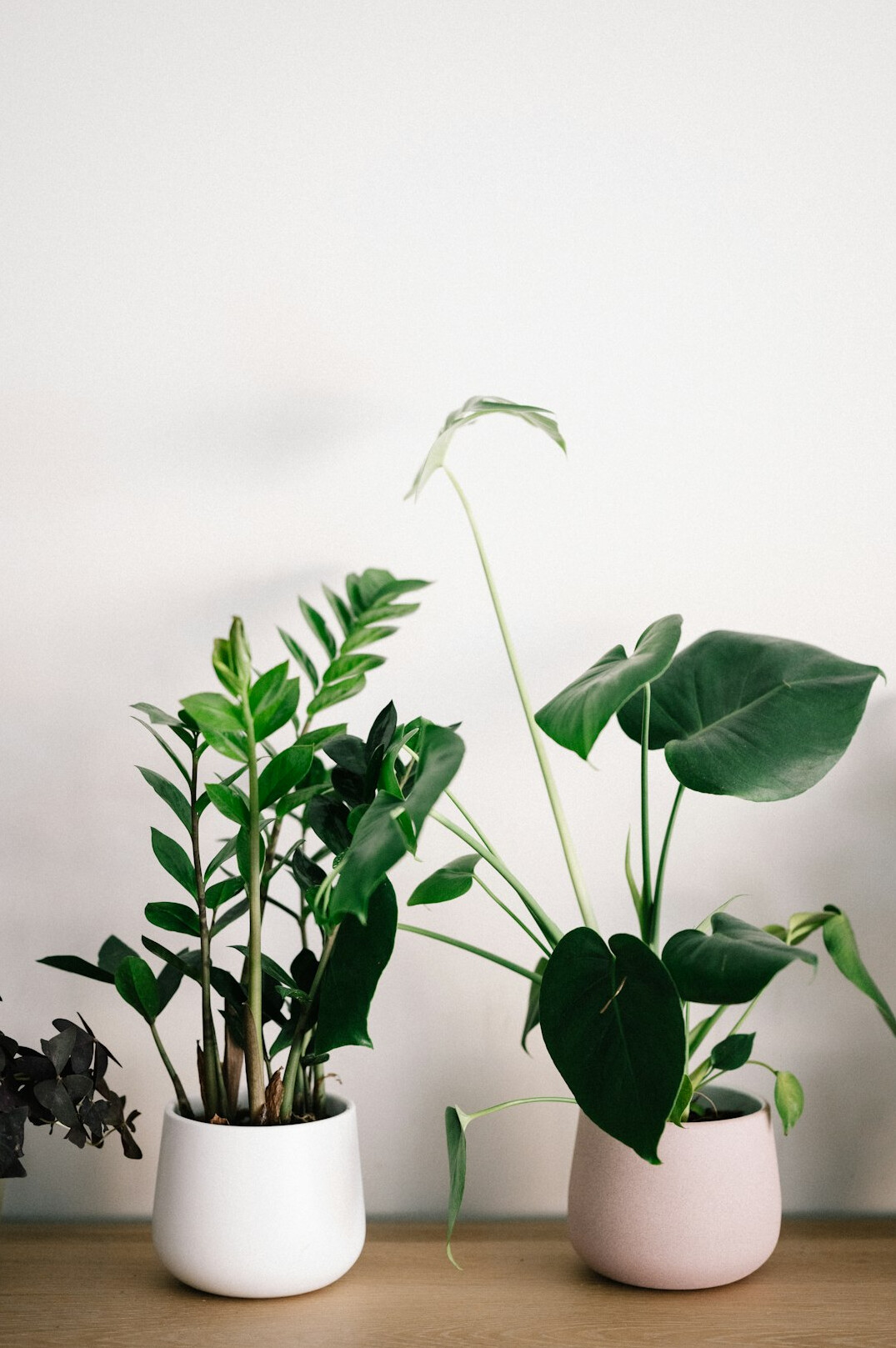 indoor plants garden mistakes